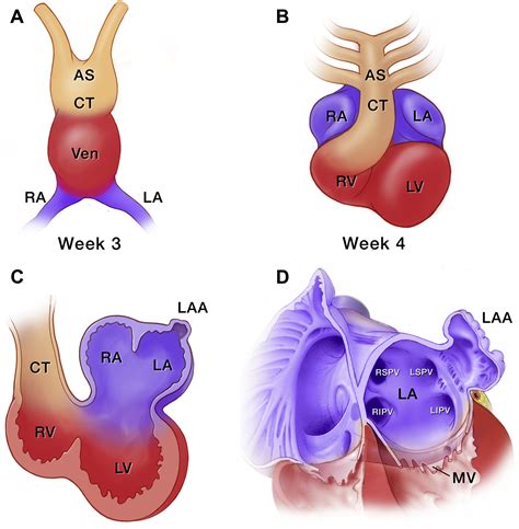 Anatomy And Physiologic Roles Of The Left Atrial Appendage