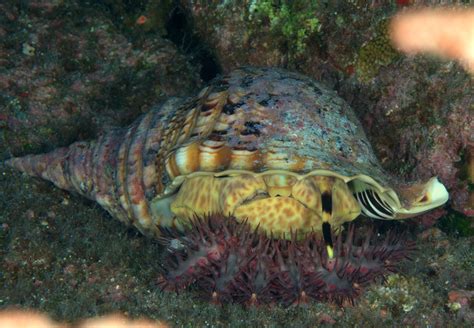 4 2 although the body of the crown of thorns has a stiff appearance, it is able to bend and twist to fit around the contours of the corals on which it feeds. Real Monstrosities: Triton vs. Crown of Thorns Starfish