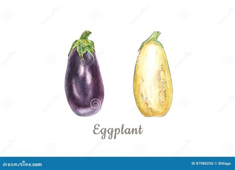 Botanical Watercolor Illustration Of Blue Eggplant Aubergine Whole And