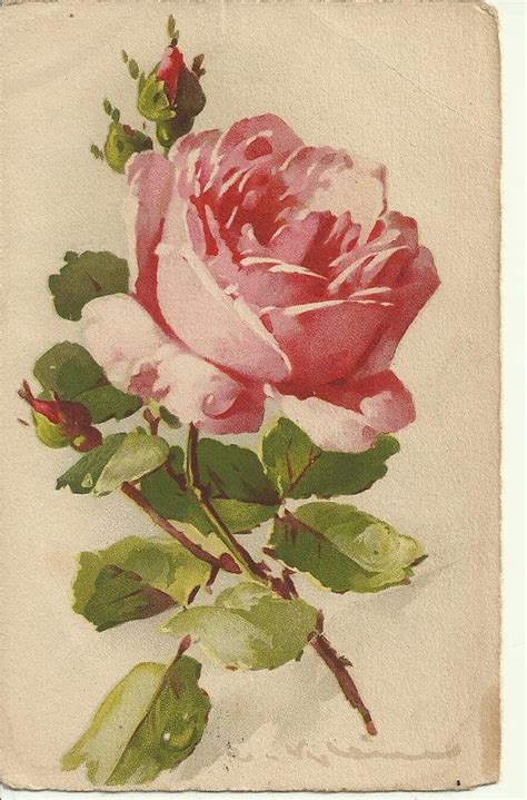 Painted Rose Postcard Vintage Catherine Klein China Painting Rose