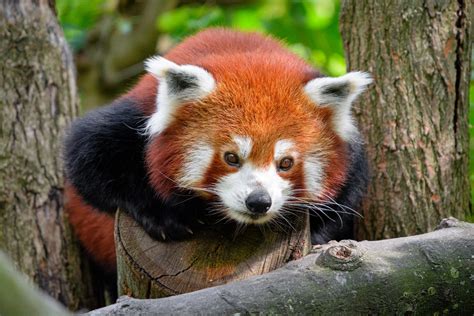 Red Panda Climbing Tree