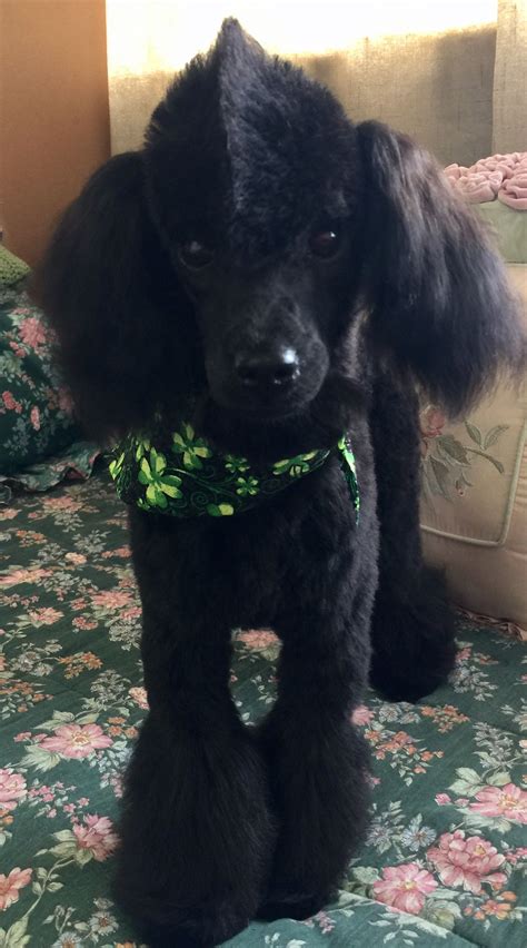 23 Black Toy Poodle Hairstyles Hairstyle Catalog
