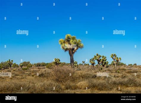 Joshua Trees In The Mojave Desert In California With Clear Blue Sky