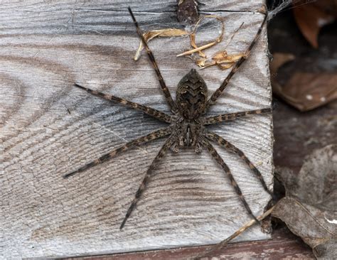 Dark Fishing Spider Dolomedes Tenebrosus The Largest Spid Flickr
