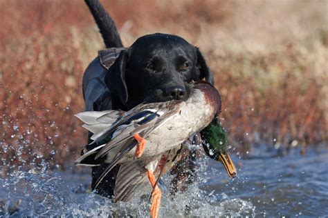 Duck Hunting Lab Pictures