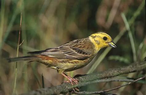 Emberizidae Türkçe Bilgi