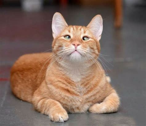 Jarvis P Weasley Cats Orange Cats Cool Cats