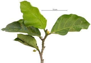 Poulsenia is a monotypic genus of trees in the family moraceae. Poulsenia armata - Cucua -- Discover Life