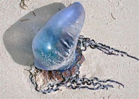 Venomous Jellyfish Spotted On Cork Beaches C103