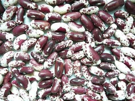 Jacobs Cattle Bean Heirloom Seeds Beans Snap Beans
