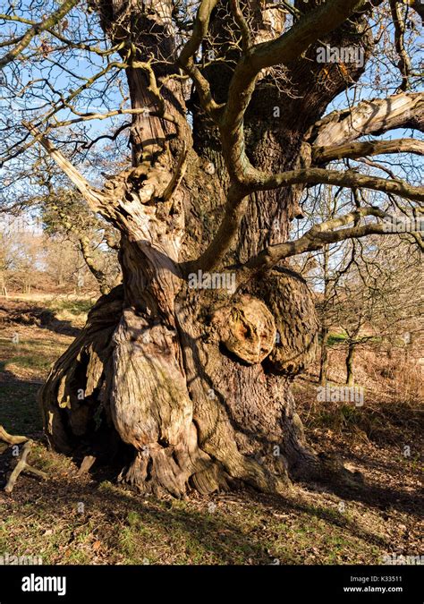 Trunk Of Massive Old Gnarled English Oak Tree In The National Forest