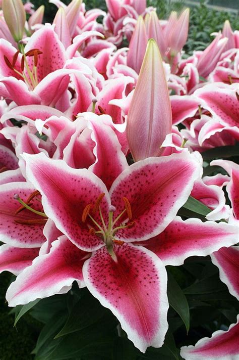 Star Romance Oriental Lily 3 Bulbs 1416 Cm Hirts Gardens