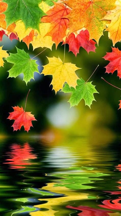 Fall Leaves Hd Iphone Wallpaper Autumn Leaves Background Fall