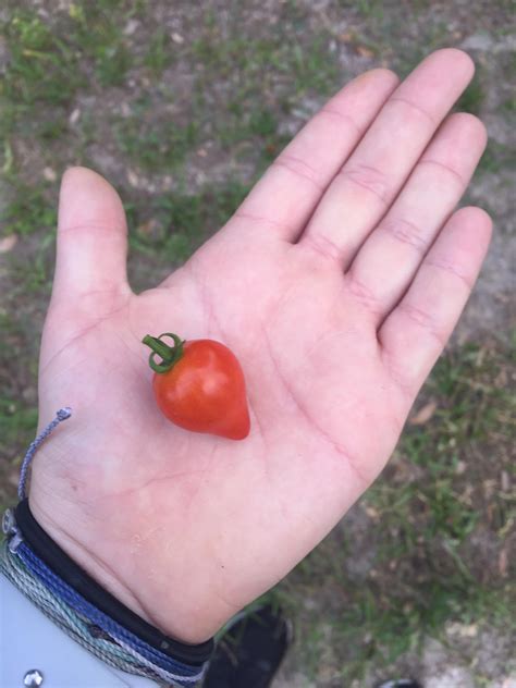 Tomato I Grew Looks Like A Strawberry Rmildlyinteresting