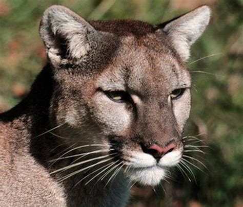Ohsu Staff On The Lookout For Cougars After New Sighting