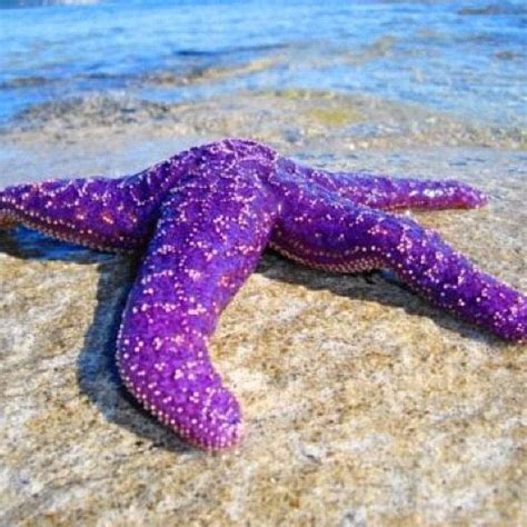 Pin By Marielador Ninguno On Vacation Starfish All Things Purple