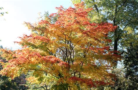 When japanese fan maple suddenly shows dry leaves and withered shoots, the dangerous as a result, the tree begins to die off, and the mushroom continues to spread. What's Killing the Japanese Maples? | Garden Housecalls