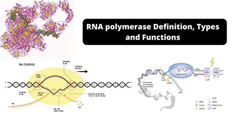 Rna Polymerase Definition Types And Functions