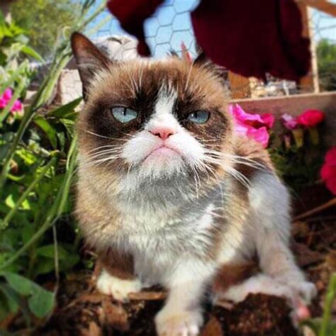 Looking Extremely Gorgeous And Grumpy Today Grumpy Cat Internet Cats