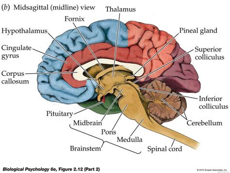 We could not breathe, play, love, or remember without the brain. Psychology Brain Diagram — UNTPIKAPPS