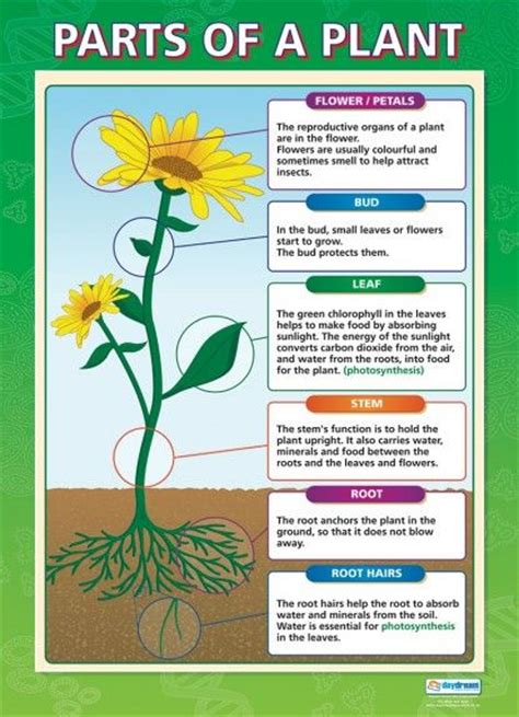 Parts Of A Plant Science Educational School Posters Plant Science