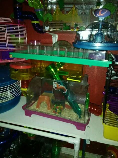 Hamster Set Up Lower Level Penn Plax Vintage Module Habitat 2nd Level