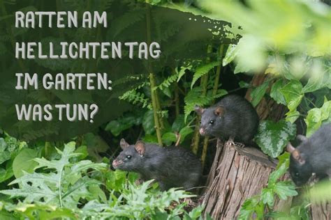 Was tun gegen ratten in haus und garten? Ratten am hellichten Tag im Garten: was tun?
