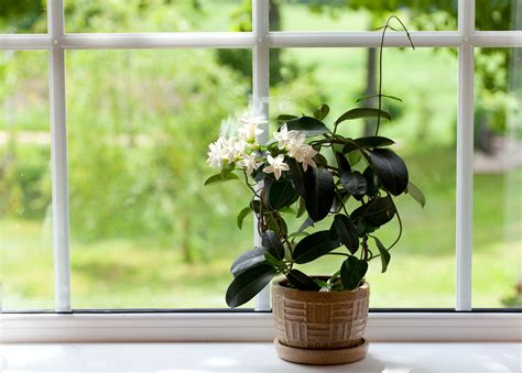 Jasmine plants bloom in the summertime and are known for their sweet, exotic fragrace on warm evenings. Jasmine Flowers - How To Care For A Jasmine Houseplant