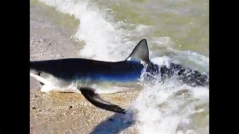 Sand Shark Rockaway Beach Ny Youtube