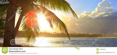 Tropical Sunrise With Coconut Palm Trees Stock Photo Image Of