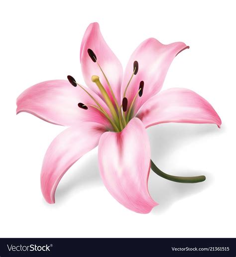 Lilly Flower Drawing Pink Lily Flower Lilies Drawing Lily Flower