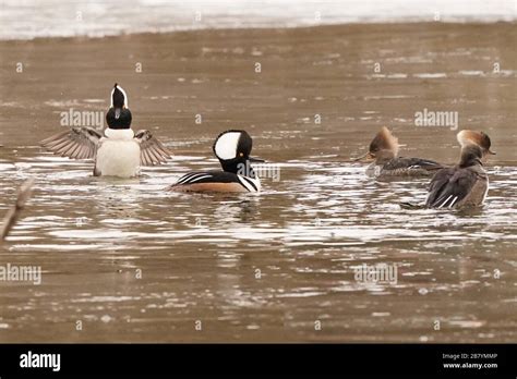 Hooded Mergansers On A Marsh In Mating Season Stock Photo Alamy