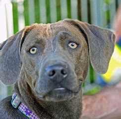 As the lacy family's ranching business underwent a decline and modern technologies came into being. Blue Lacy Puppies For Sale / Blue Lacy Dog Breeders