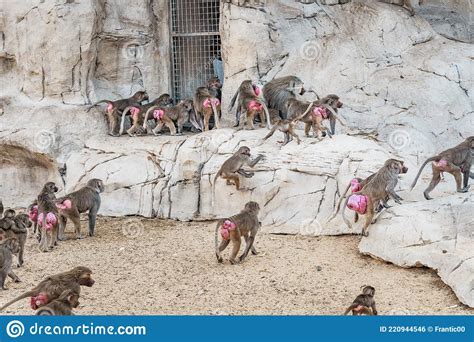 Herd Of Female Baboons With Red Swollen Folds Of Skin Around The Buttocks Signaling Readiness