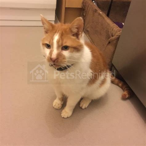 Lost Cat Ginger And White Cat Called Livi Bradford Area West