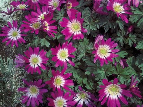 The Bold Colors And Leaves On These Perennials Will Take You From The