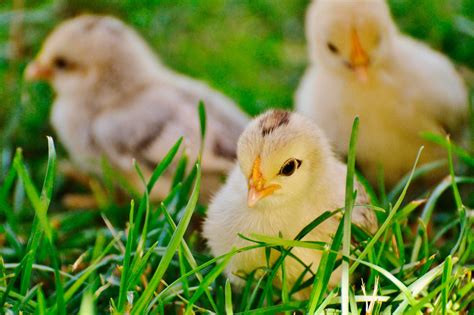 Guía Práctica Para La Cría Natural De Pollitos Planeta Avícola
