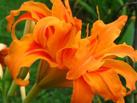 Strange flowers unusual flowers rare flowers flowers nature amazing flowers white flowers beautiful flowers tropical flowers lilies flowers. File:Orange Daylily.jpg - Wikimedia Commons