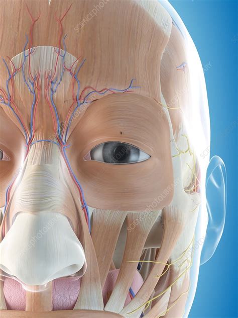 Human Face Anatomy Illustration Stock Image F0115734 Science