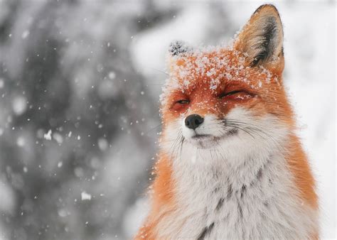 Fox Enjoying Snow Raww