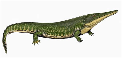 Extinct amphibian from the permian period. Archegosaurus decheni - Members Gallery - The Fossil Forum