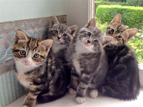 2 Kittens 1 Boy Tabby And 1 Grey Girl Tabby Newark Nottinghamshire Pets4homes