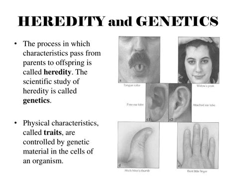 Ppt Reproduction And Genetics Powerpoint Presentation