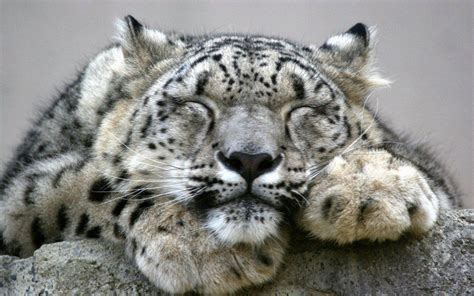 Imagen Leopardo De Las Nieves 6png Wiki Reino Animalia Fandom