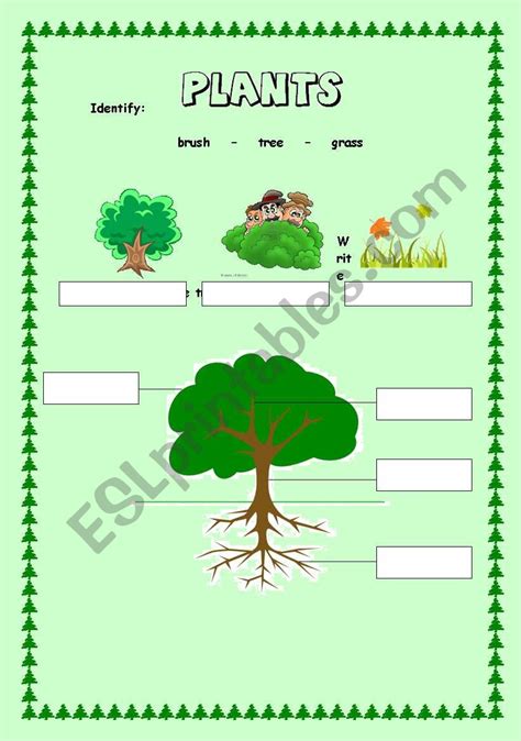 Plants Esl Worksheet By Anuska8