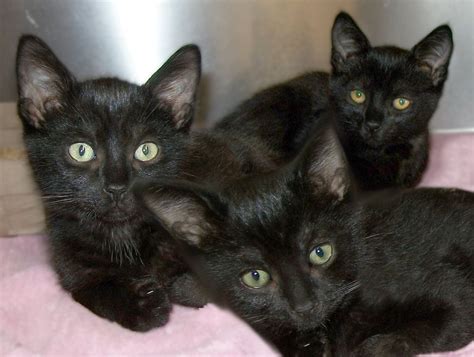 Black Cats Are Free Friday Saturday At 6 Shelters Animals In The News