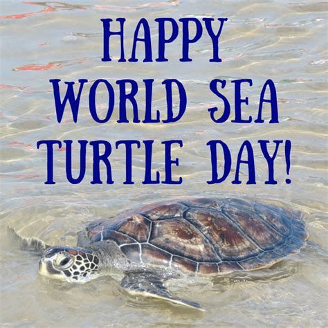 Today June 16 Is World Sea Turtle Day Click For Some Fascinating