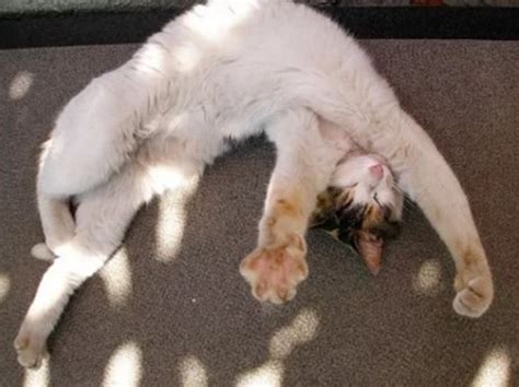 Top 10 Very Bendy And Super Stretchable Cats Stretching