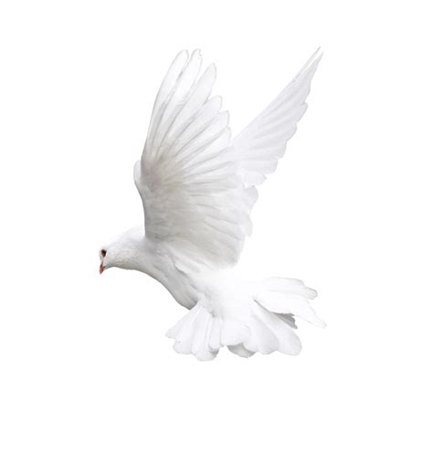 Download White Flying Pigeon Png Image Hq Png Image Freepngimg