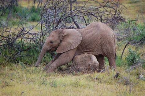 We did not find results for: The Cutest Baby Elephant Pictures Ever - Elephant World